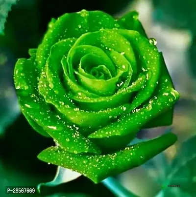 Platone Rose Plant Green Rose Plant .0.2-thumb0