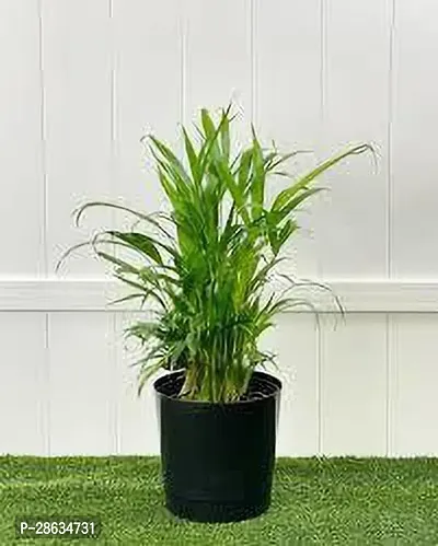 Platone Areca Plam ARECA PALM A3-thumb0