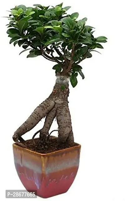 Platone Ficus Bonsai Plant CFGV187