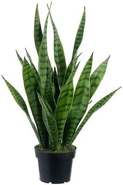 Best Selling Plant & Planters 