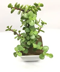 Platone Jade Plant Jade Plant-thumb1