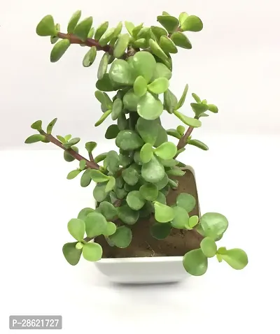 Platone Jade Plant Jade Plant-thumb2