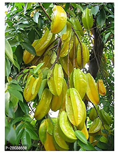 Platone ZZ Plant Gardens Live Kamrakhstar Fruit Fruit1 Healthy Live Plant With Plastic Bag