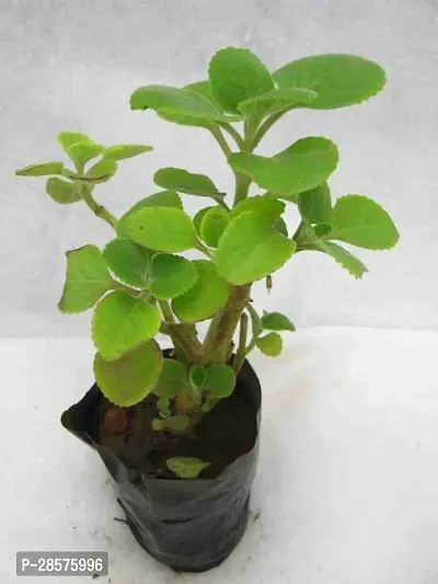 Platone Ajwine Plant Ajwain Plant-thumb0