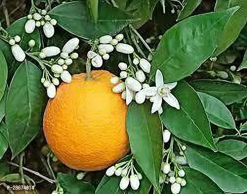 Platone Orange Plant All Time Orange plantHybrid Plant-thumb0