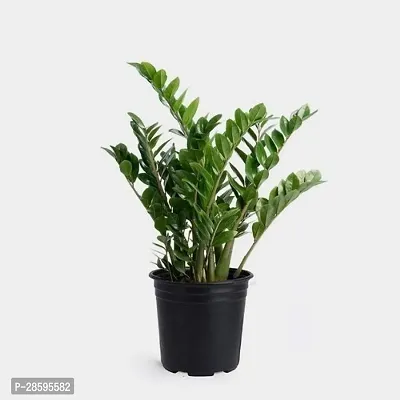 Platone ZZ Plant ZZ Plant Ornamental (Pack of 1)-thumb0