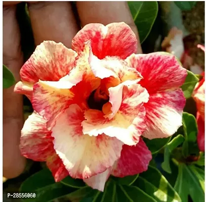 Platone Adenium Plant Adenium Flower Plant (Hybrid Pack of 24)