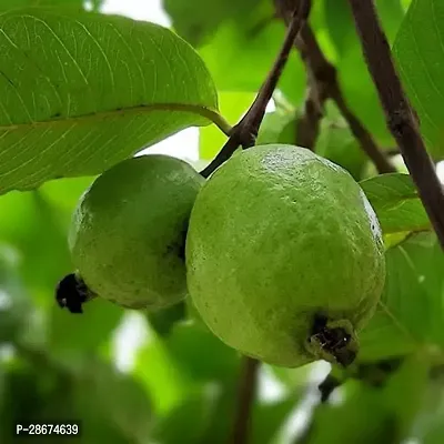 Platone Guava Plant White Guava-thumb2