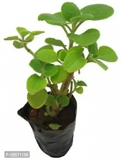 Platone Ajwain Plant Ajwain Plant LIVE PLANT INDIA-thumb0