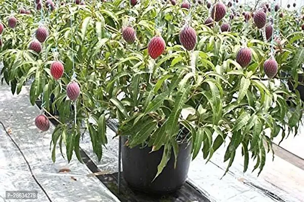 Platone Mango Plant ANGO39