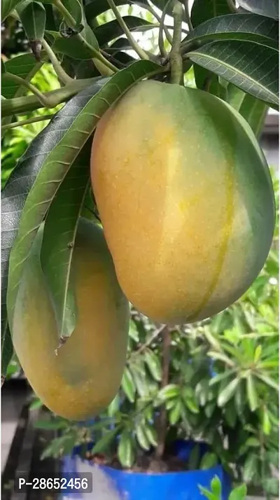 Platone Mango Plant MANGO_JAPANESE_VARIETY_178