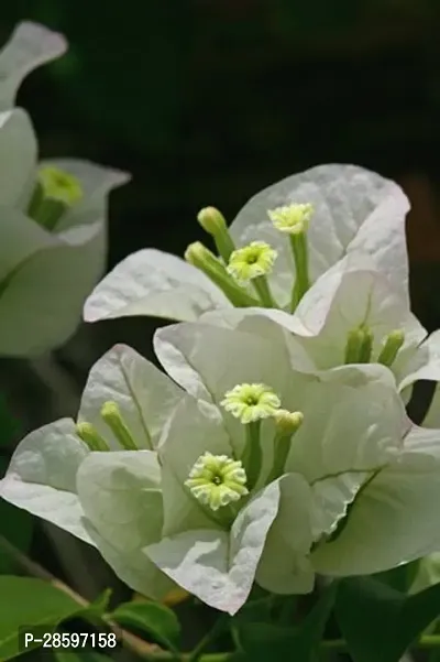 Platone Bougainvillea Plant Bongainvillea Plant-thumb0