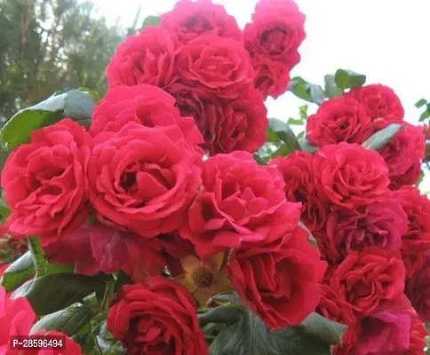 Platone Rose Plant red rose22-thumb0