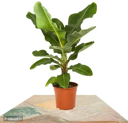 Platone Banana Plant Hybrid Banana Live Plant for Higher Production. V03-thumb0