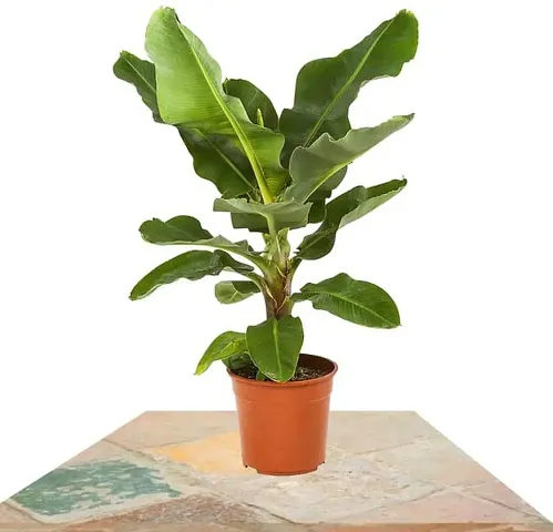 Best Selling Plant & Planters 