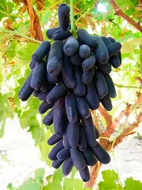 Platone Grapes Plant Black GrapesAngur Plant-thumb1