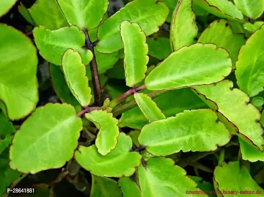 Platone Bryophyllum PinnatumPatharchatta Plant Panfuti (Bryophyllum Pinnatum) Patharkuchi Live Plant