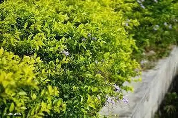 Platone Duranta Plant duranta plant ooi-thumb0