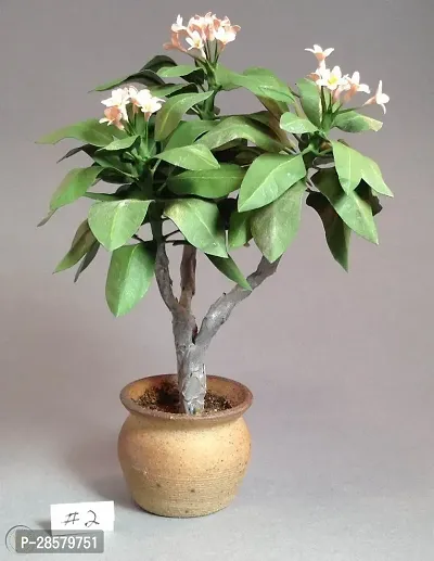 Platone Plumeria Plant Plumeria Plant a151