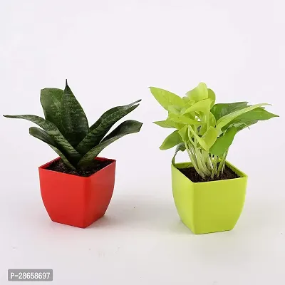 Platone Money Plant WoodGibbsGifts-WB-181-thumb0