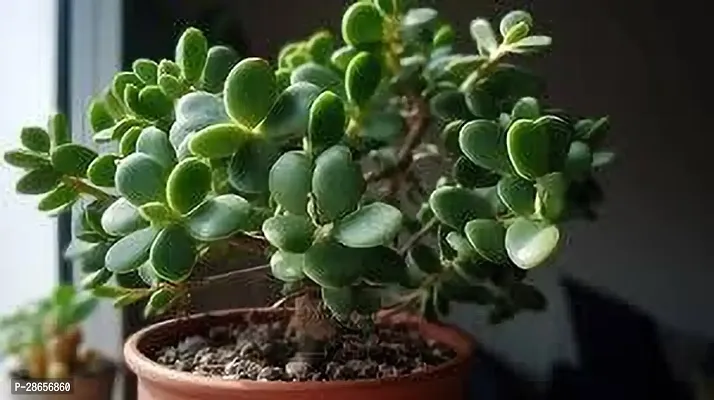 Platone Jade Plant JADE PLANT MMNNBB-thumb3