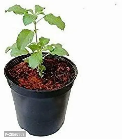 Platone Tulsi Plant EVltul2