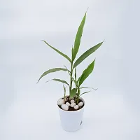 Platone ElaichiCardamom Plant Live Cardamon- GreenChoti Elaichi plant With Self Watering Pot-thumb1