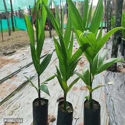Platone Betel NutSupari Plant Hybrid Dwarf Arecanut 2 ft Betel Nut Live Plant combo pack (2 Healthy Plant)-thumb3