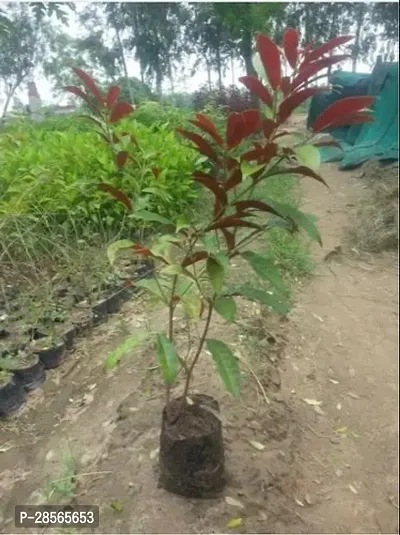 Platone ExcoecariaLaila Majnu Plant Live Laila-Majnu Plant withoutpot_0044lailaMajnu