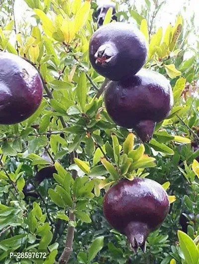 Platone Pomegranate Plant Hybrid_Anar14