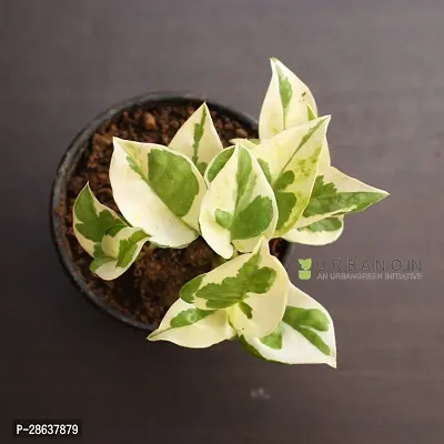 Platone Money Plant White Money Plant-thumb3