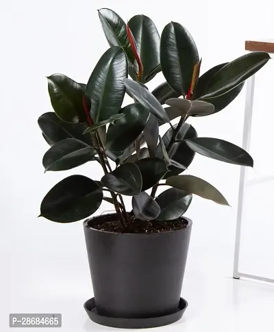 Platone Rubber Tree Live Rubber Plant for Indoor Home DecorationAir Purification v203