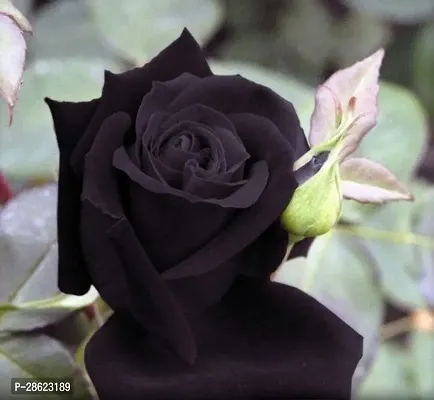 Platone Rose Plant Unique Black Rose Plant CF8007211-thumb0