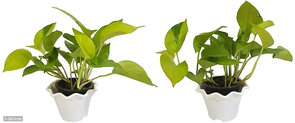 Platone Money Plant Live PLANT Air Purifying Good Luck Golden Money Plant - Pothos Plant Pack of 2 Plants-thumb0