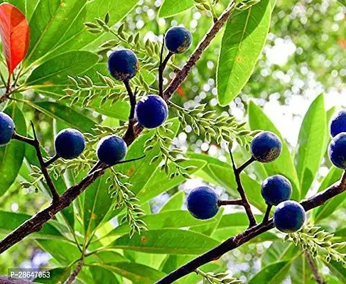 Platone Rudraksha Plant Saraswati Gardens Live Rudraksha Plant (1 Healthy Plant)-thumb0