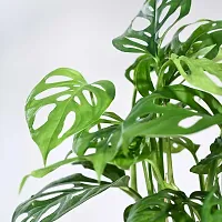 Platone Monstera Mini GLP202310-thumb2