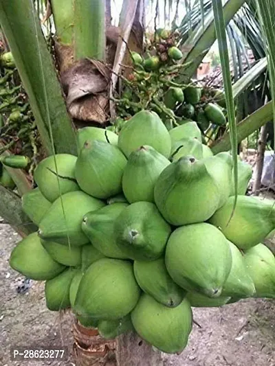 Platone Coconut Plant coconut43-thumb0