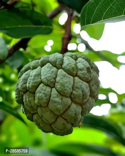 Platone Custard Apple Plant Custard Apple Live Plant Disha-3090111113-thumb0