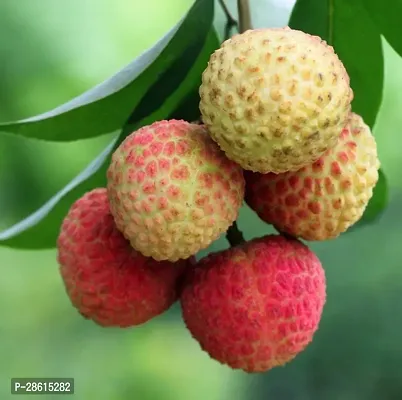 Platone Litchi Plant CUF-thumb0