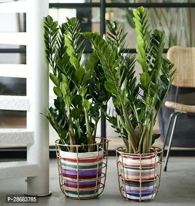 Platone ZZ Plant Live Air Purifying Indoor ZZ (Zamioculcas Zamiifolia) Plant for Home DecorationBalcony 2 Healthy Live Plant CF13-thumb0