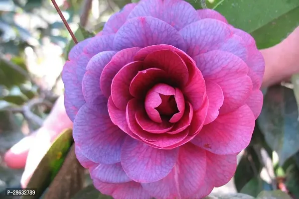 Platone Camphor Plant CAMELLIA FLOWER PLANTS (PURPLE)-thumb0