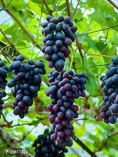 Platone Grapes Plant 97Grapes Hybrid Plant-thumb0