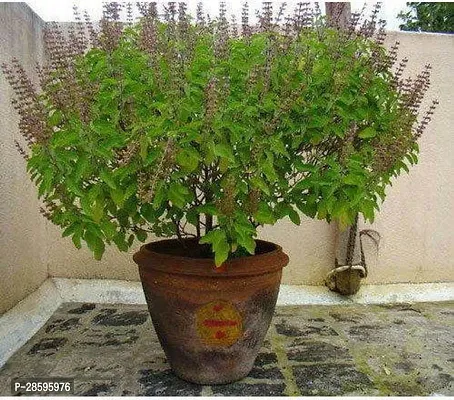 Platone Tulsi Plant TULSI PLANT FJFU569-thumb0