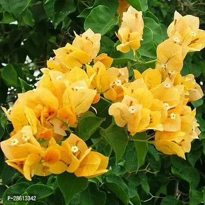 Platone Baugainvillea Plant Plants 202-thumb0