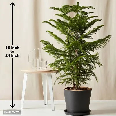 Platone Christmas Tree Plant Christmas Tree Plant (Norfolk Pine Tree)-thumb0