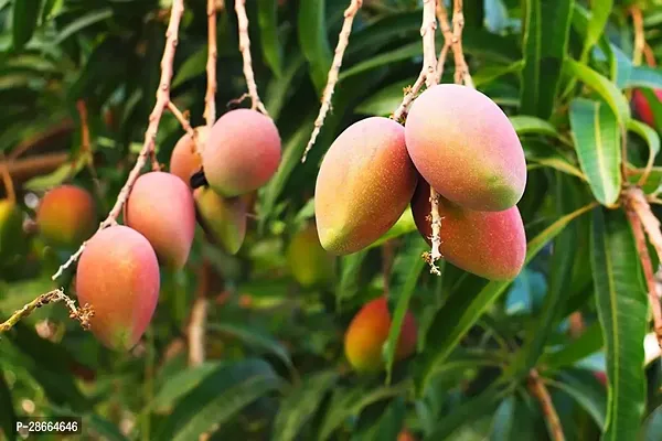 Platone Mango Plant Gardens Dwarf Grafted All Season Mango Tree in Pot Throughout the Year