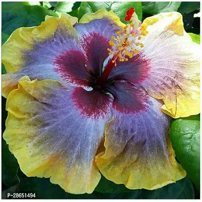 Platone Hibiscus Plant TIGHIBI56