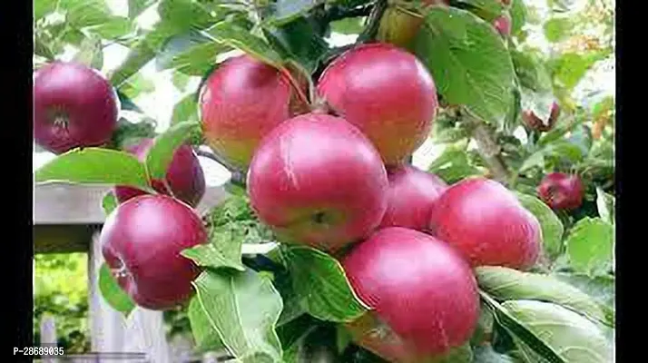 Platone Apple Plant APPLE KASHMIR-thumb3