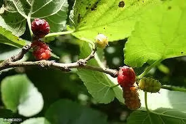 Platone Berry Plant MULBERRY PLANT TRE-thumb0