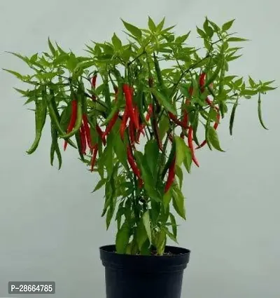 Platone MirchChilli Plant MirchChilli Plant-7-thumb0